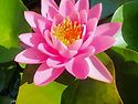 연꽃