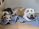 잠들기 전 불독과 비글