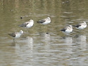 쇠청다리도요(Marsh Sandpiper)