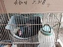 토종닭 자연부화 시작