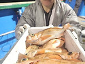 1월18일 통영스카이호홍도권왕열기조항