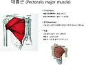 대흉근 (pectoralis major muscle)