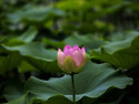 연꽃 일기
