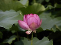 紅蓮 이야기