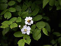 찔레꽃 향기