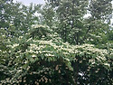 산딸나무꽃외(260527)