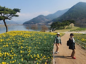 2025-04-03(목)지리산 치즈랜드 수선화..