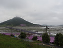 2025-05-22(목)신안1004의섬 퍼플섬의..
