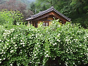 2025-05-24-25(토.일)곰배령여행 첫날..