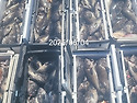 6월 첫물때 4~5~6~7~8일 5짜,6짜 흑산후크호 할애비우럭 초대박~ 줄대박~ 신기록 갱신중~ 6/18..