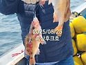 5/25(일) [흑산후크호 할애비우럭축제] 날씨 조아지며 5짜, 6짜 할애비우럭 + 역대급 3짜, 4짜 ..