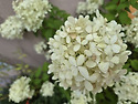 수국
