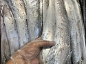 6월 26일(수) 목포는항구다 생선카페 판매생선 [ 파갈치 / 횟감용 민어, 병어, 덕자(특대) ]