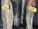 7월 8일(수) 목포는항구다 생선카페 판매생선 [ "횟감용 민어" 3.8kg / 4.2kg / 6.4kg ]