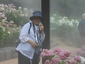 수국동산