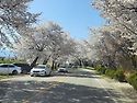 설악동 벚꽃 🌸