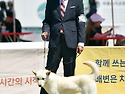 2026.05.09한국애견연맹(..