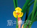 황매