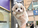 기요미 카바숑 여아 분양 보냅니다