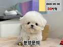 아기강아지분양 [ 미니말티즈 미니말티..