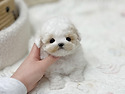 아기강아지분양 파피용분양 말티푸분양..