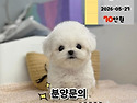 경기도강아지분양 안산강아지분양 시흥..