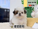경기도강아지분양 안산강아지분양 시흥..