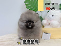 경기도강아지분양 안산강아지분양 시흥..