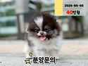 안산강아지분양 안산강아지입양 안산애..