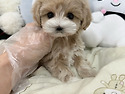 인천강아지분양 인천강아지책임분양 인..