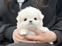 강아지책임분양 강아지분양 &#1006..