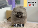 경기도강아지분양 안산강아지분양 시흥..