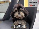 아기강아지분양 [ 미니말티즈 미니말티..