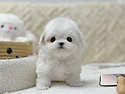 아기강아지분양 파피용분양 말티푸분양..