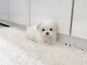 강아지분양솔직후기 (사진있어요) 분양..