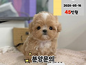 안산강아지분양 안산강아지입양 안산애..