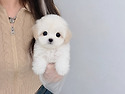 부천강아지분양 꼬숑분양 꼬숑무료분양..