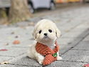 아기강아지분양 강아지입양 [ 말티즈 ..