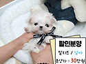 강아지책임분양 강아지분양 추가금xxx..