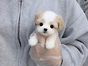 카바숑 분양 보냅니다