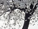 125차 서산 팔봉산