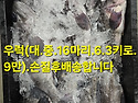 먹갈치 ,횟감생선,병어 산..