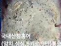 싱싱한 갑오징어 .횟감 ...