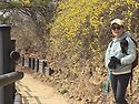 봉산 꽃잔디