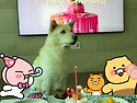 순진아 생일 축하해