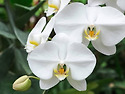 Phalaenopsis / Mot..