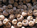 Poppy seed