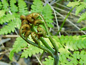 고사리 Bracken, Fern
