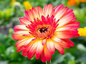 Barberton daisy, T..
