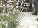 나비바늘꽃 Gaura lind..